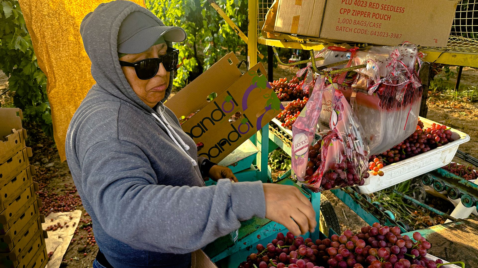 Blanca Ramirez, of McFarland, California, picks grapes in Lamont, California.