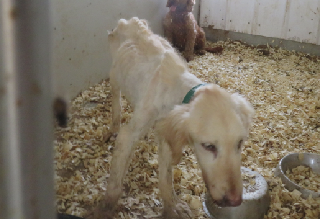 Goldie the dog was emaciated