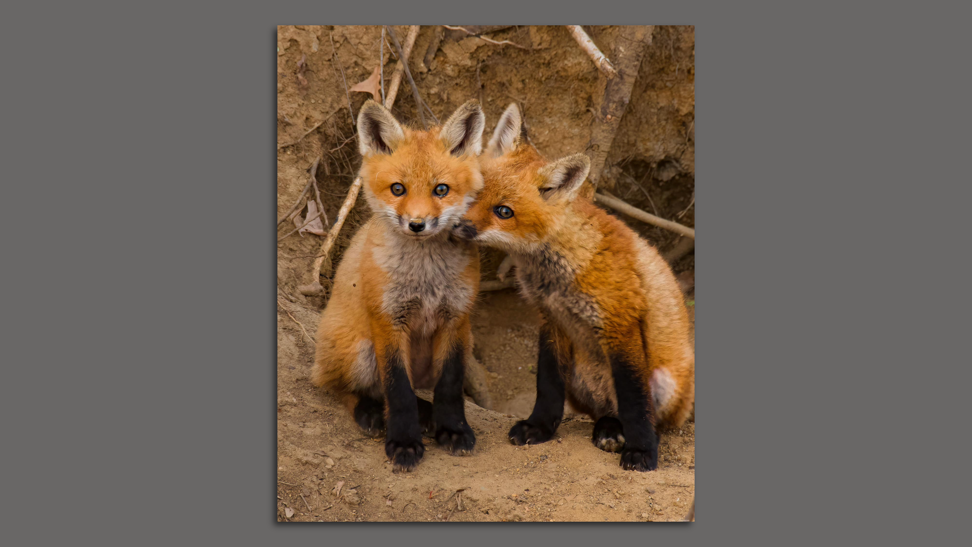 A photo of fox.