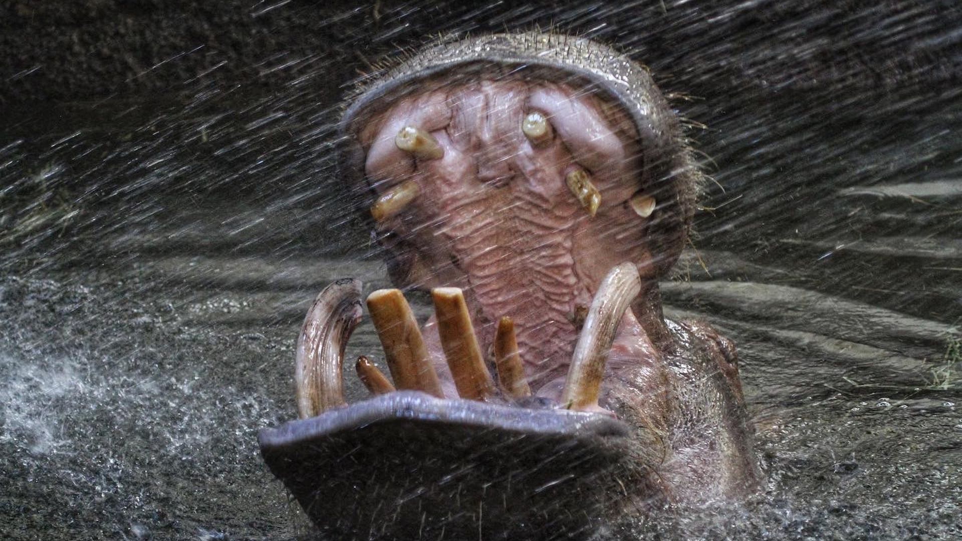 A photo of a hippopotamus with its mouth wide open to catch falling water.
