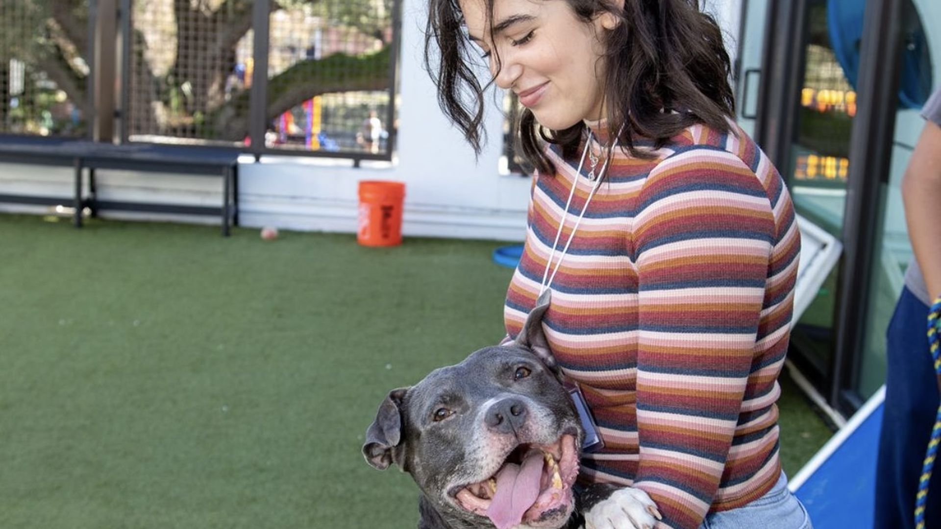 Humane Society of Tampa Bay Staff working with adult dogs.