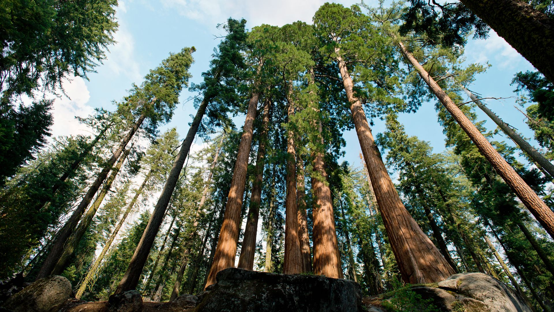 View of giant sequoias in Sequoia National Parks.