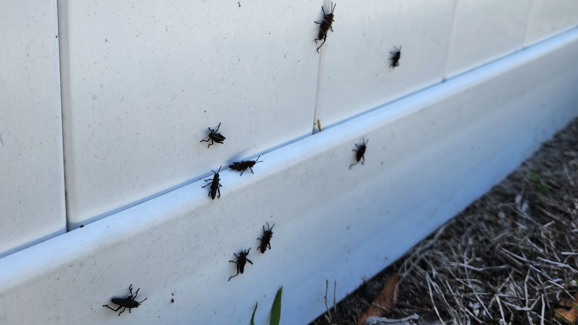 Several small dark baby grasshoppers cling to the white fence. Dry grass and soil visible at right.