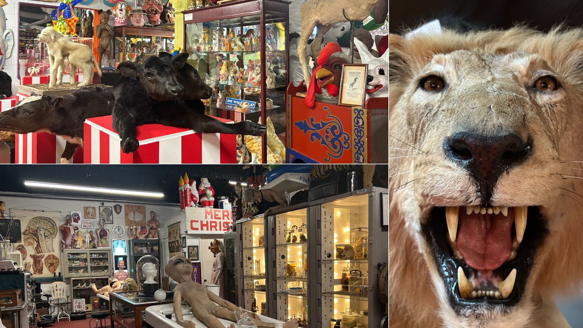 out of museum 購入　プリミティブオブジェ Creepy curiosities await at The Oddities Museum - Axios Atlanta