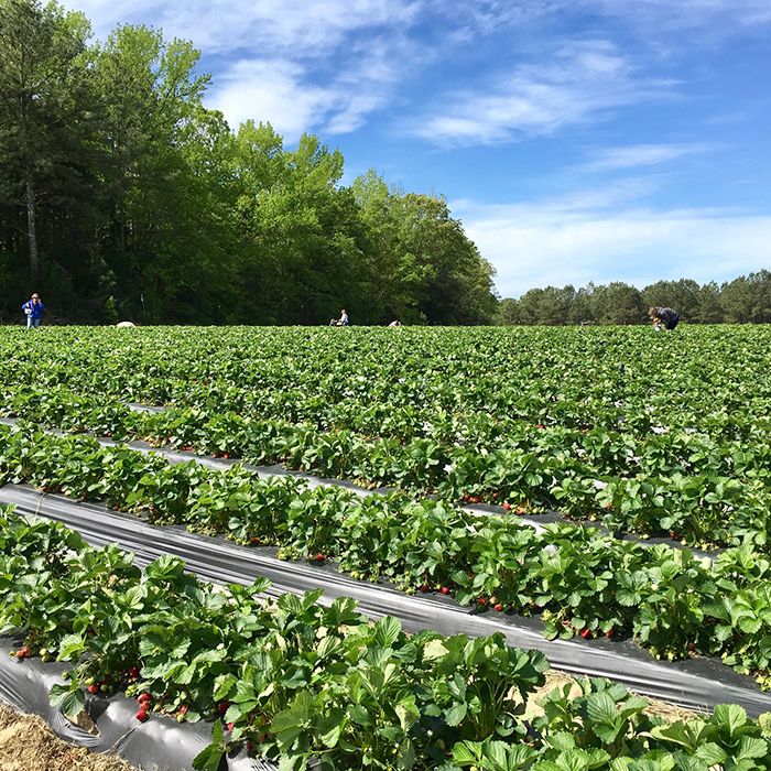 property-at-hall-family-farm-charlotte