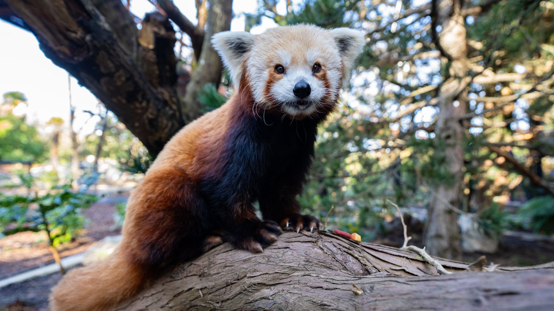 Close-up of a red panda perched on a log, facing the camera in a sunlit forest. Reddish-brown fur, white facial markings, black legs, with a green, leafy background.