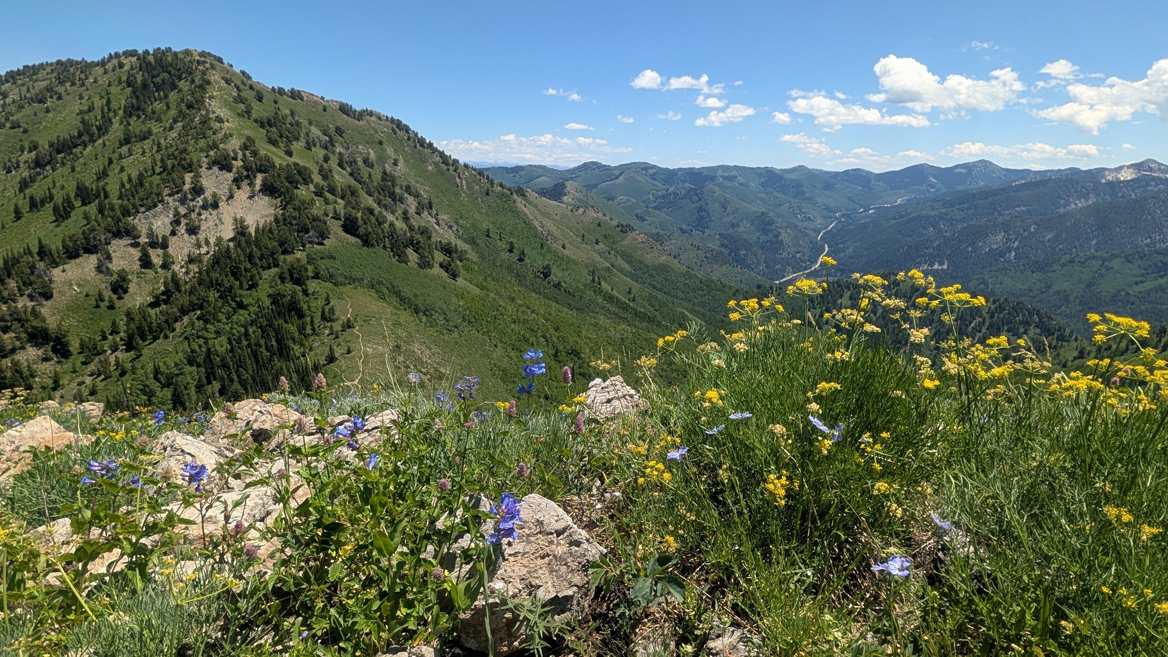 Mountains and wildflowers