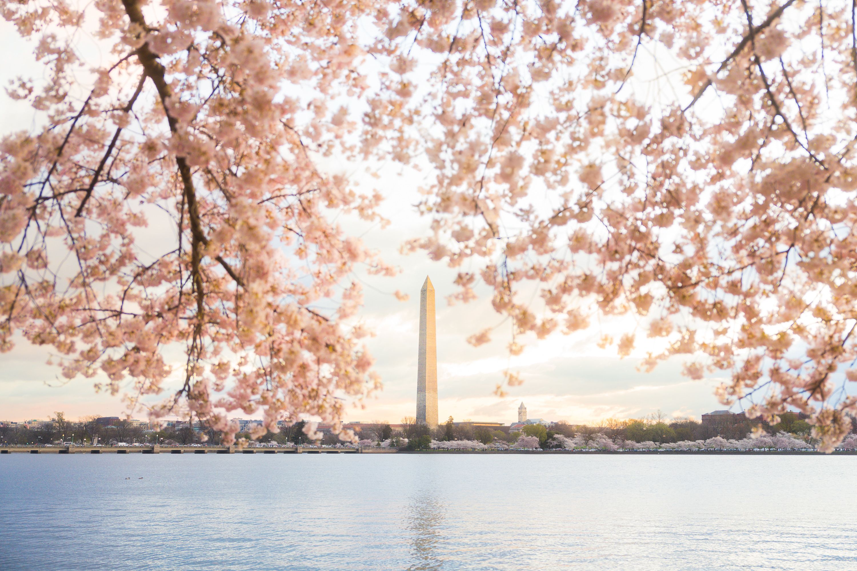 Washington Monument viewed across the water, framed by pink cherry blossom branches in full bloom on a soft pastel sky day.