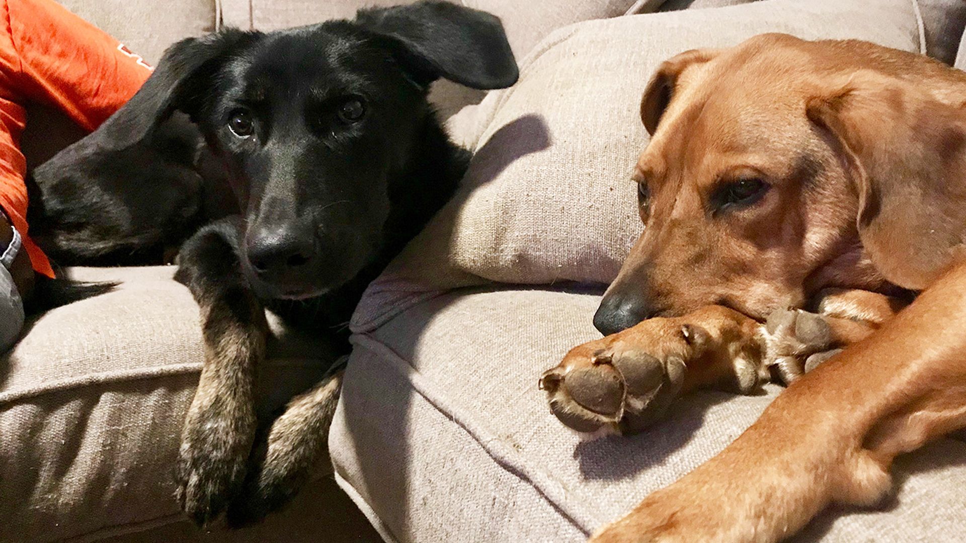 pet-sitting-pricing-cost-overnight-charlotte-dog-cat