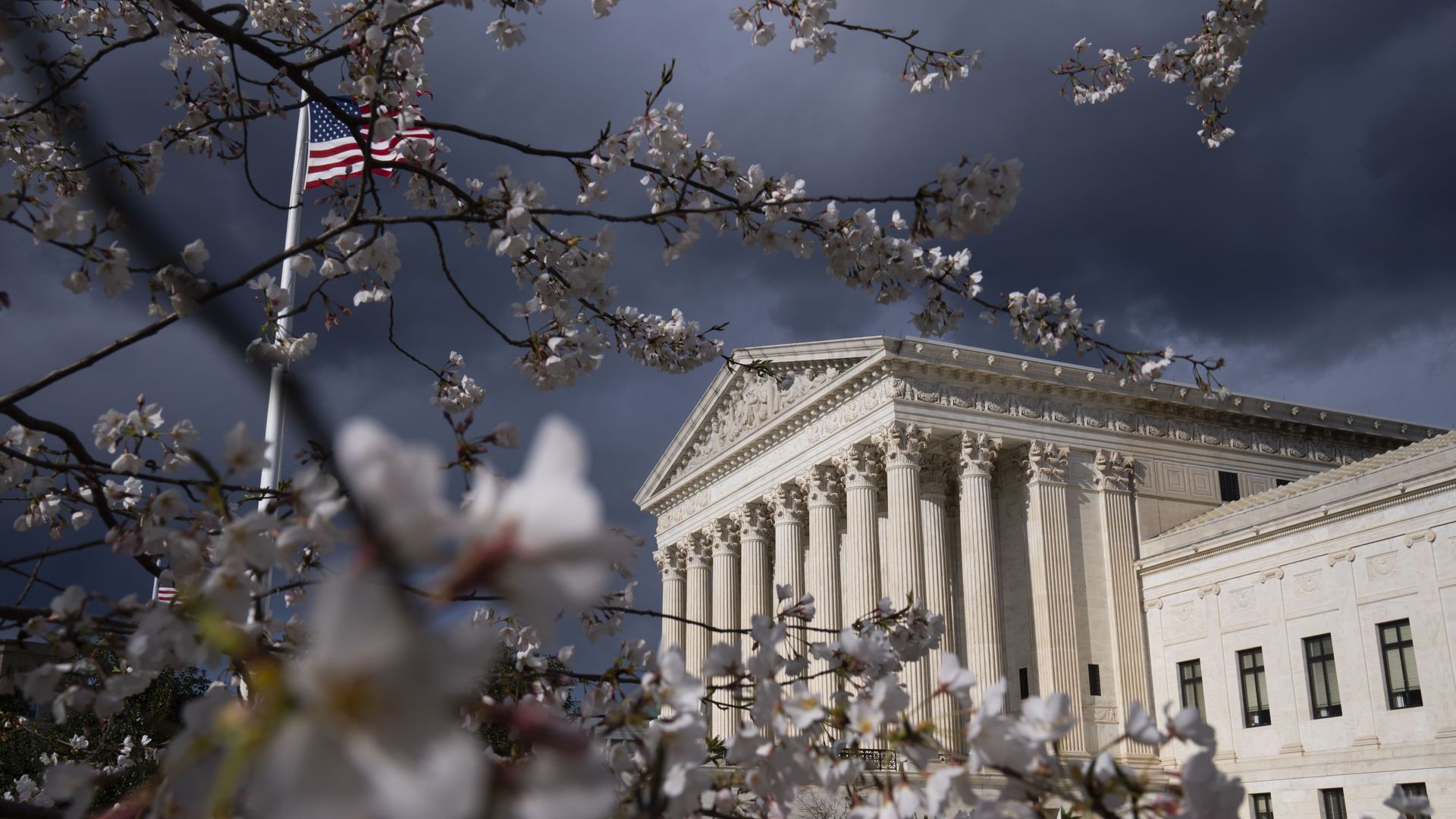 Picture of the Supreme Court building taken with cherry blossom trees in front of it