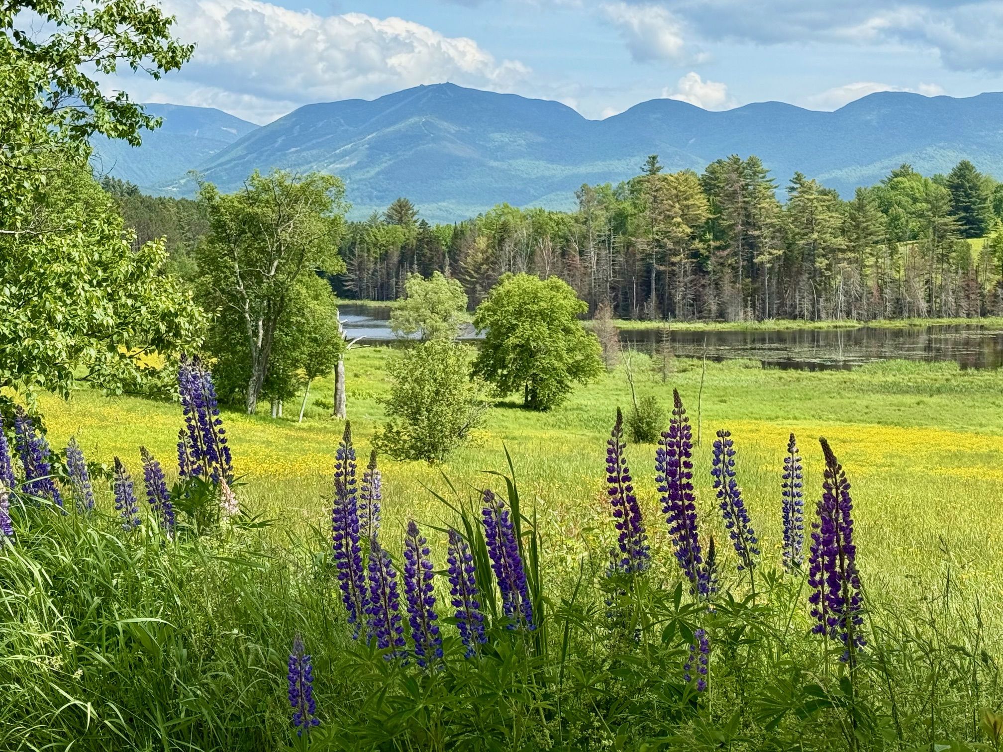 Sunlit meadow with purple lupines in the foreground, green grasses, and a line of trees. A calm river runs behind, with densely forested hills and blue mountains in the distance under a cloudy sky.