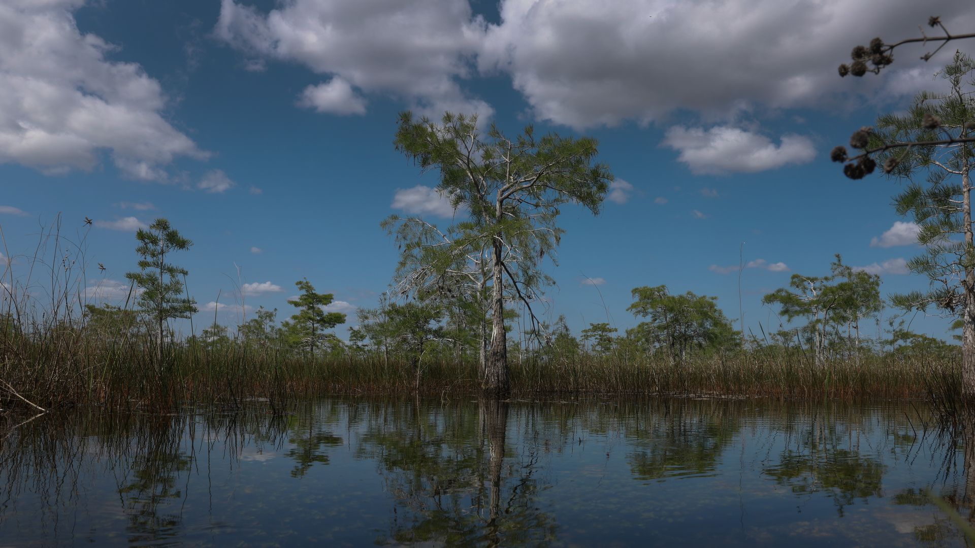 Trees growing in Everglades National Park. 
