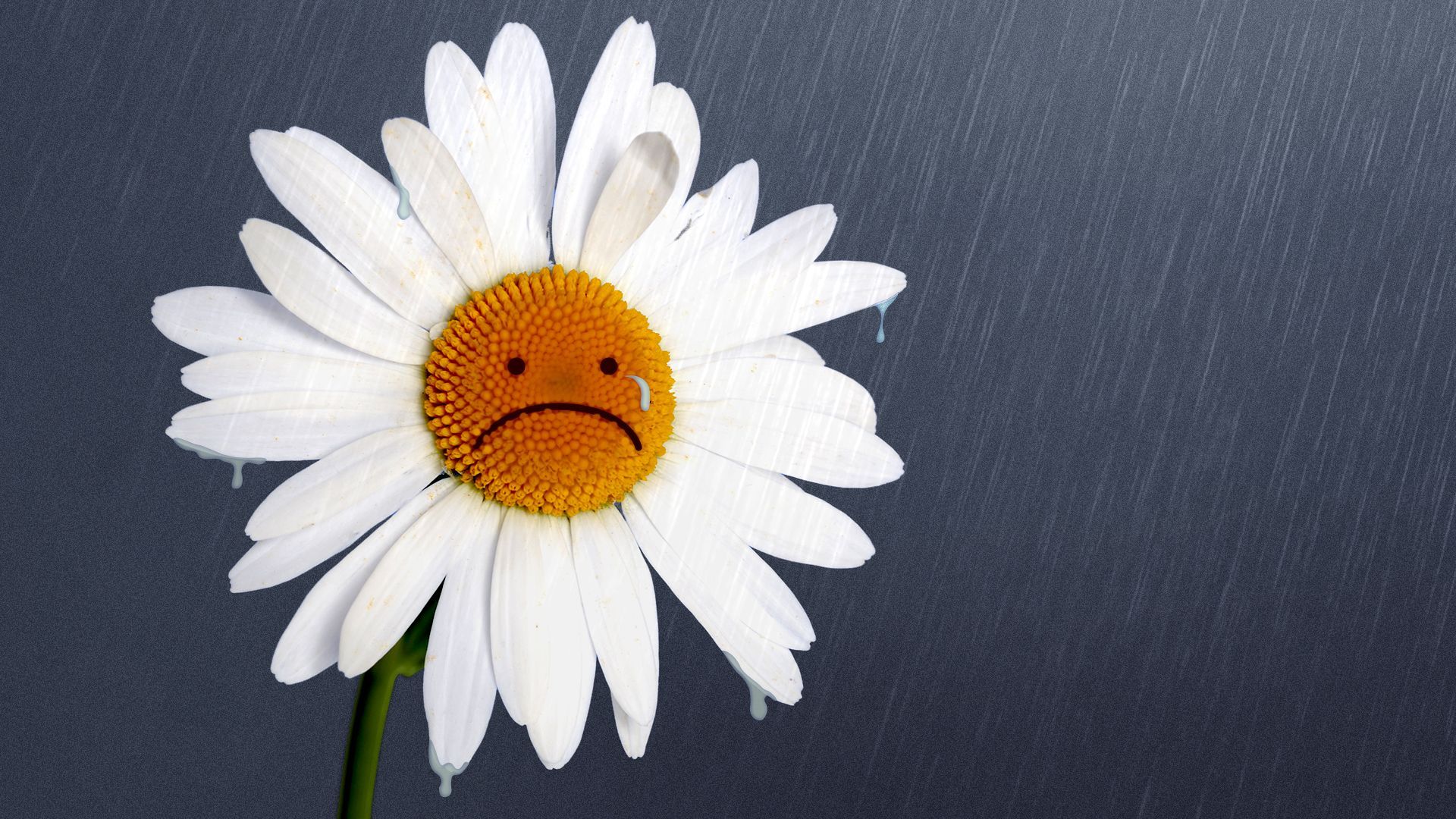 Illustration of a daisy flower with a frowning face in its center. The flower is in a dark, rainy atmosphere and has drops of water falling from its petals. 