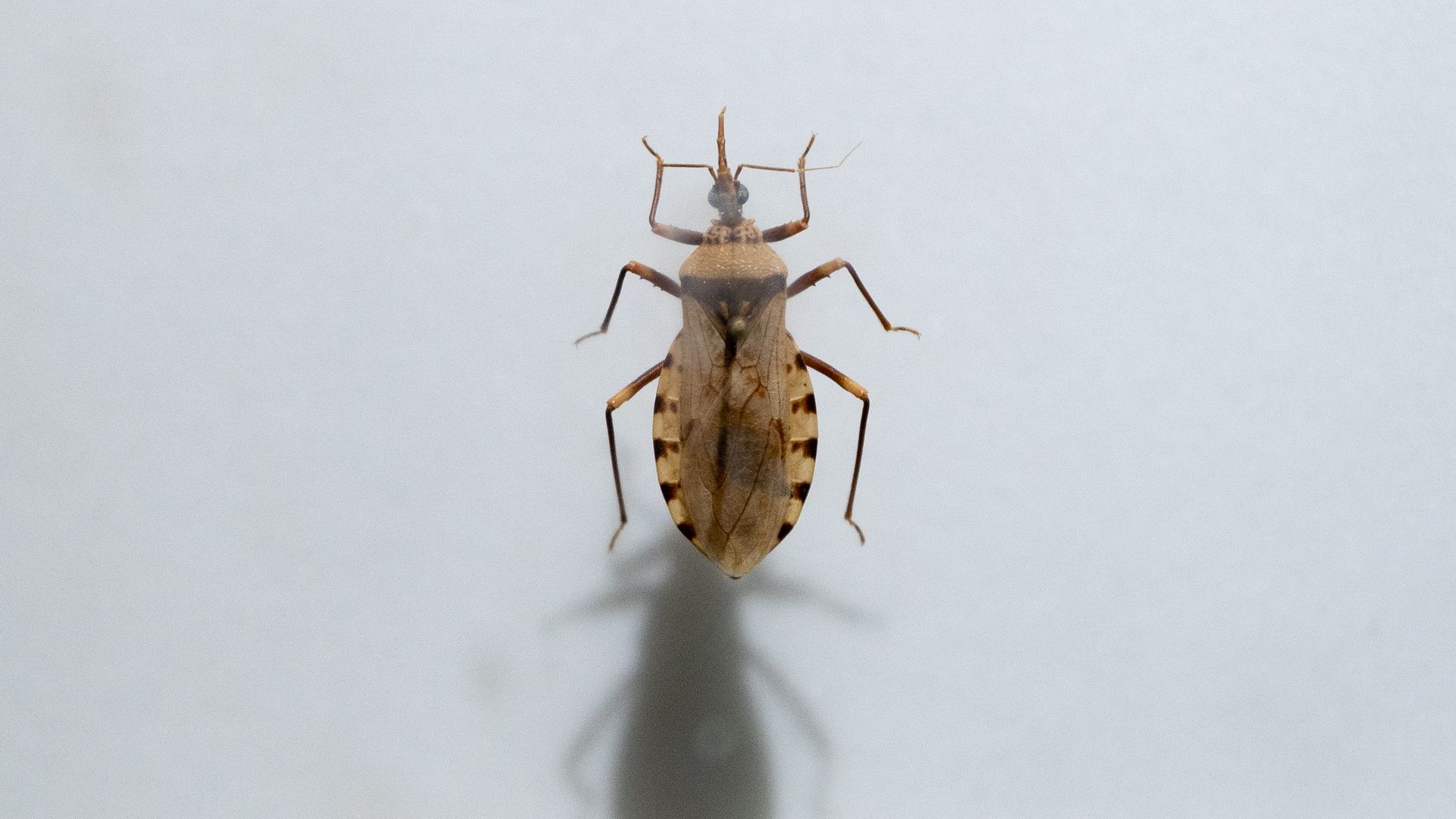 Close-up of a Panstrongylus megistus insect at Faunia zoo in Madrid, a known vector of Chagas disease.