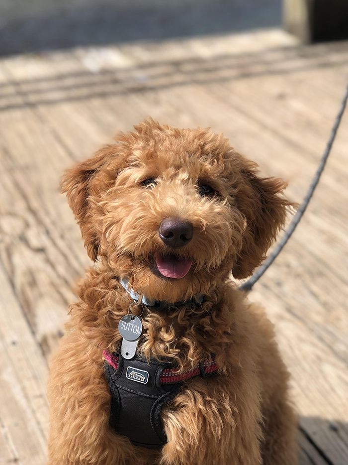 pandemic pet, Charlotte Humane Society, CMPD Animal Care & Control, AC&C pandemic puppy