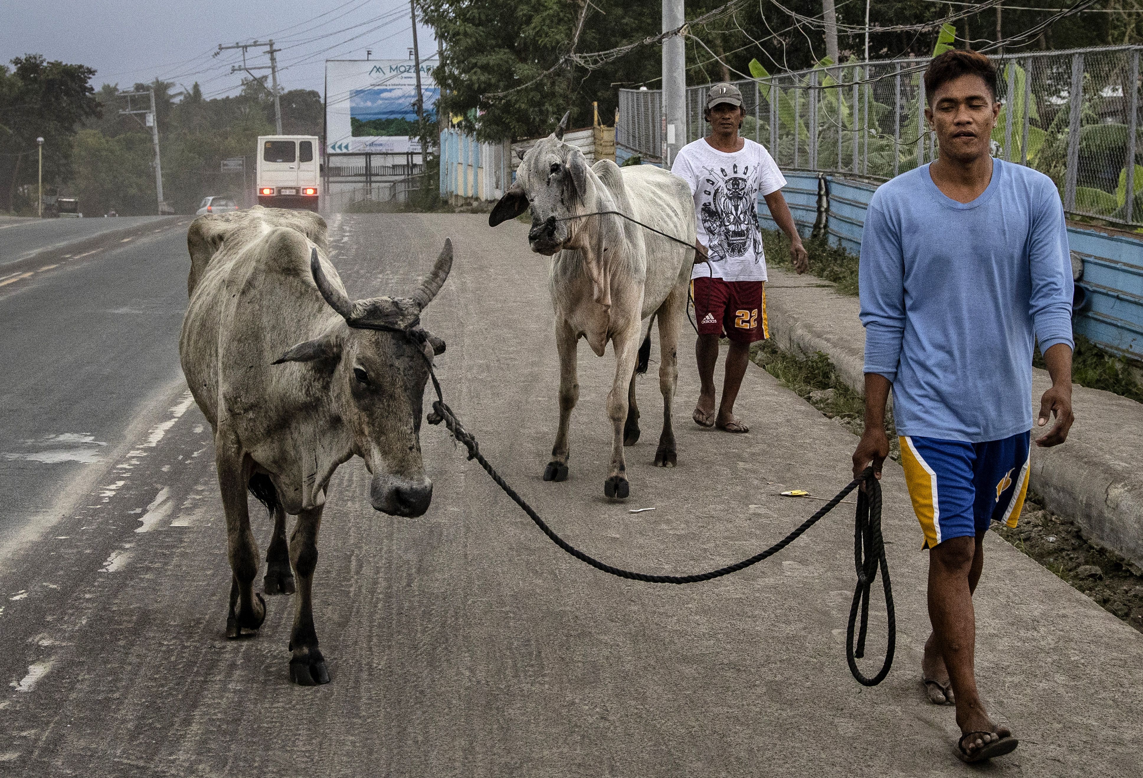 Cows covered in volcanic ash from Taal Volcano's eruption are brought to safer ground on January 13