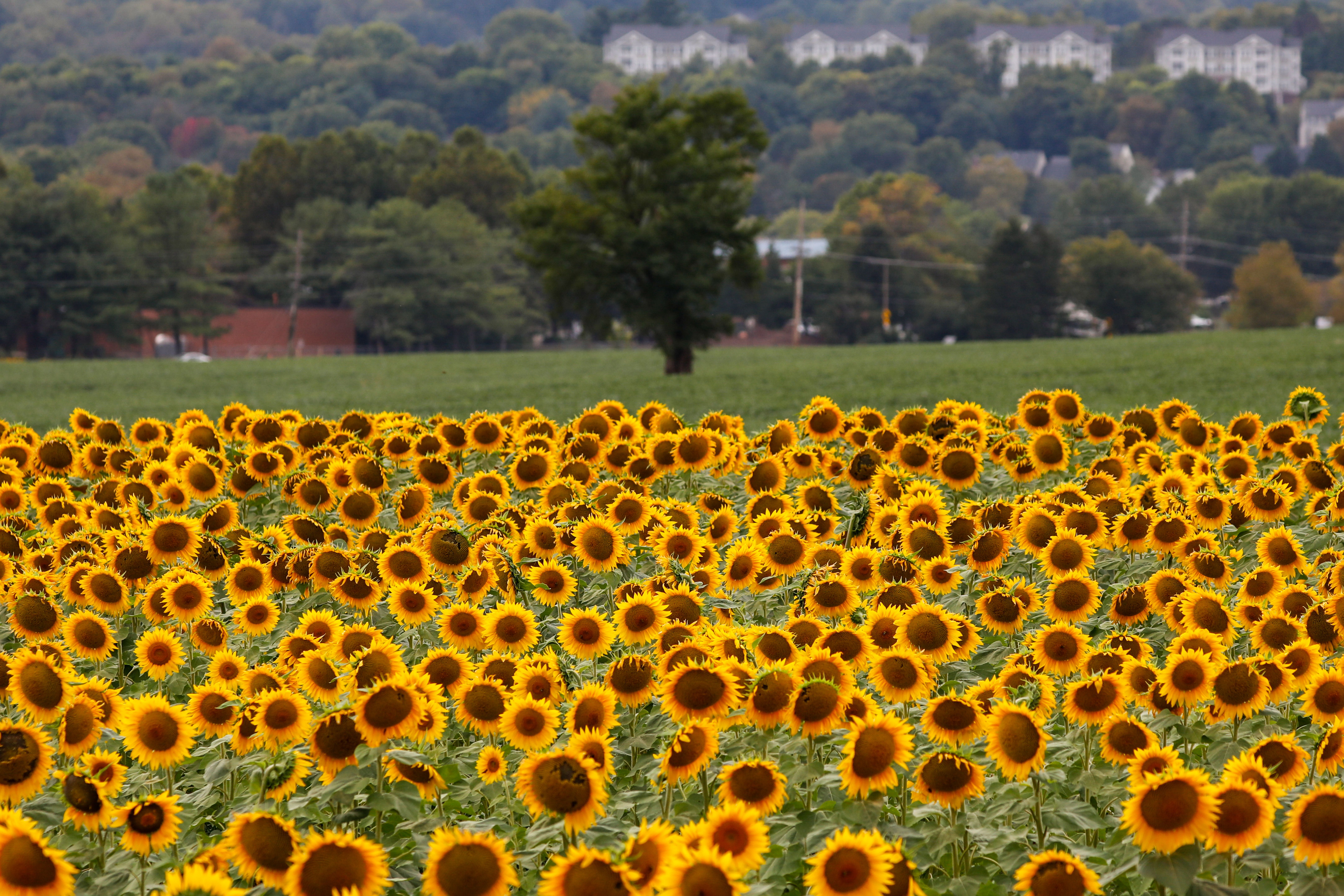 Sunflowers