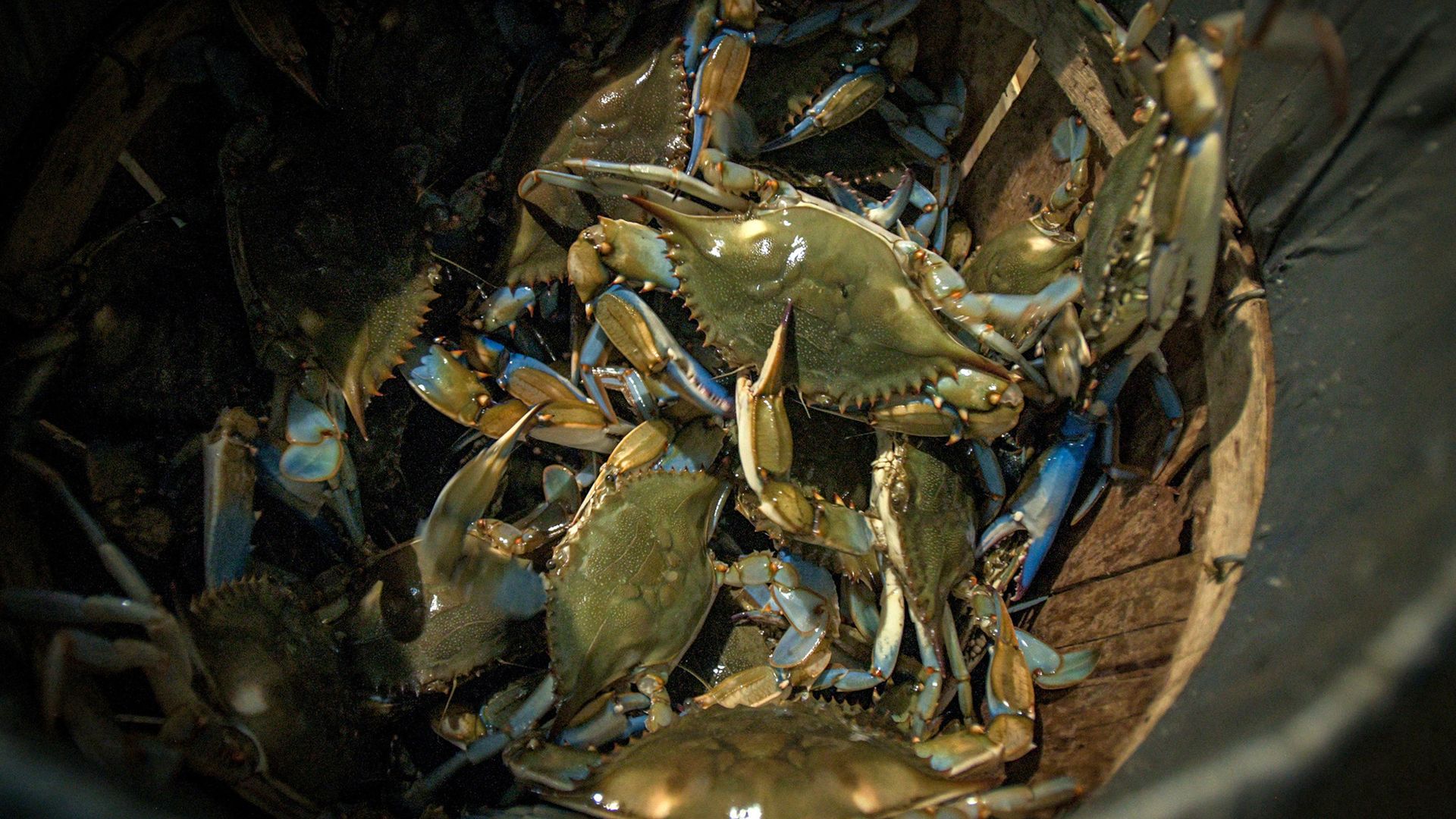 Blue crabs in a bucket