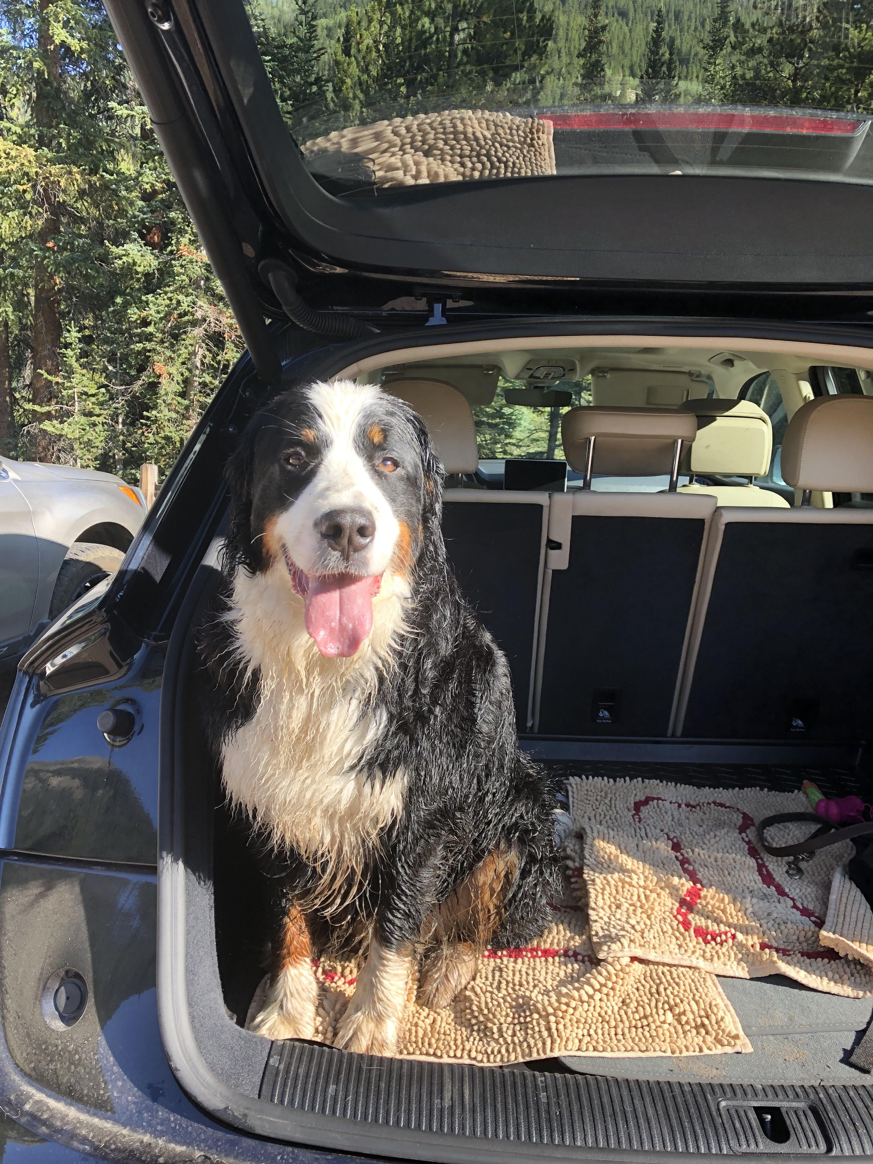 A photo of a Birmese mountain dog in the back of a hatchback panting 