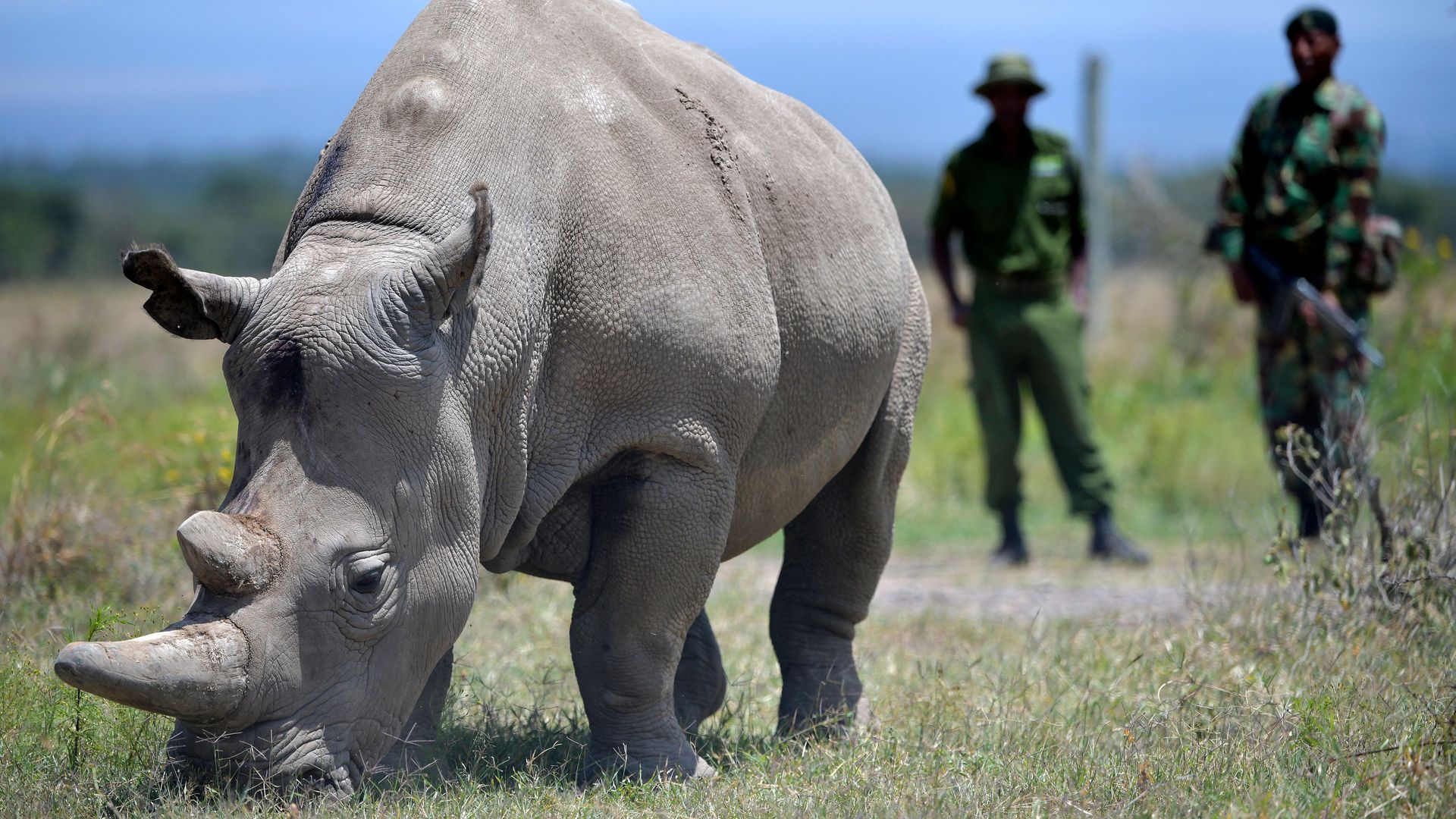 Scientists produce 2 northern white rhino embryos