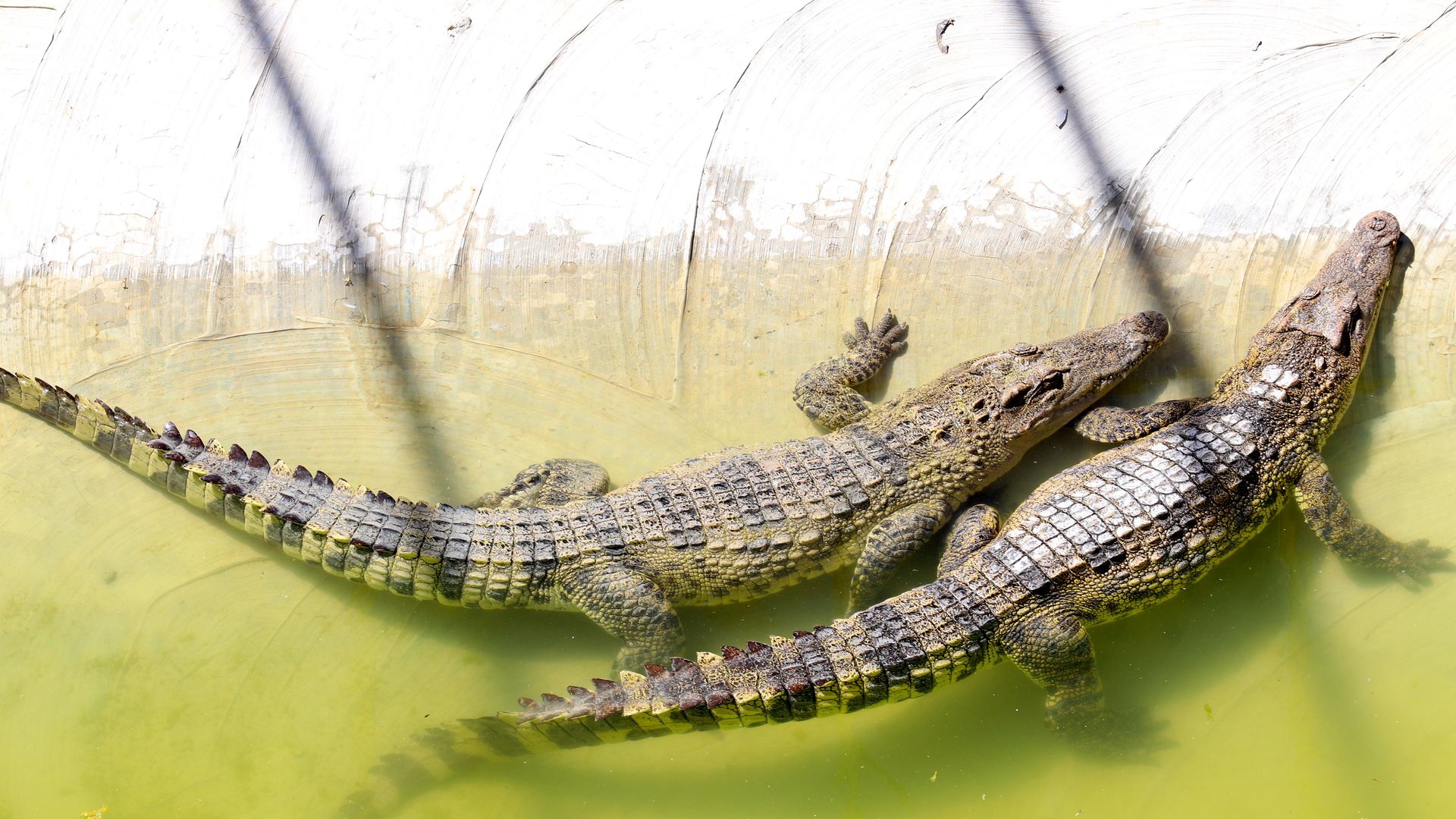 Crocodiles play in the water at the crocodile breeding area of an aquaculture base in Zhangye city, Gansu province, China, July 28, 2023.
