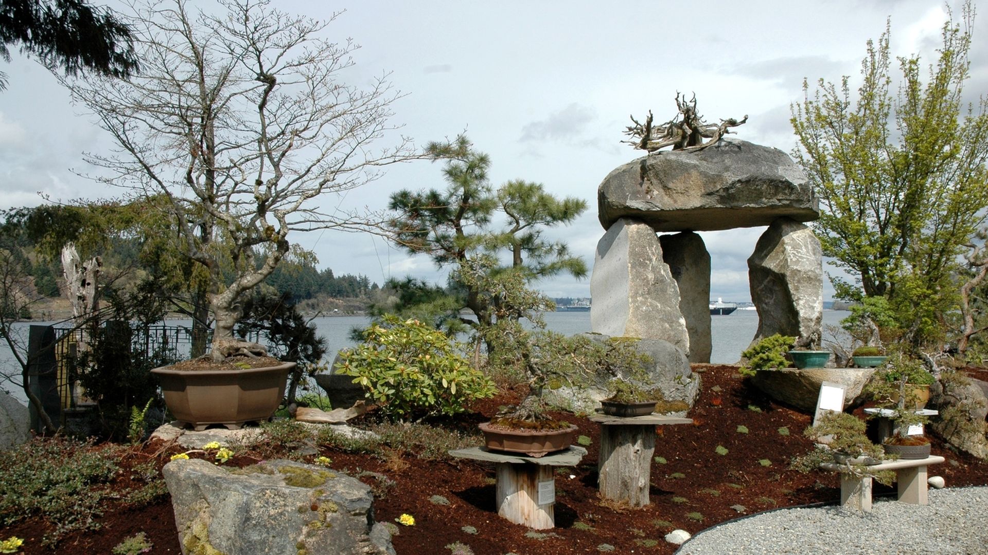 A yard with large boulders, bonsai and native plantings replace a traditional lawn. 