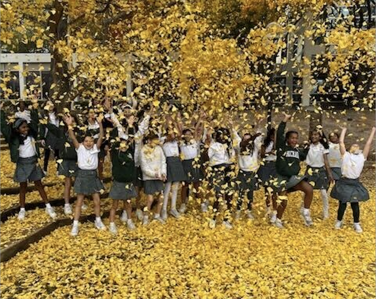 Over a dozen girls in white and gray uniforms, throwing yellow leaves in the air