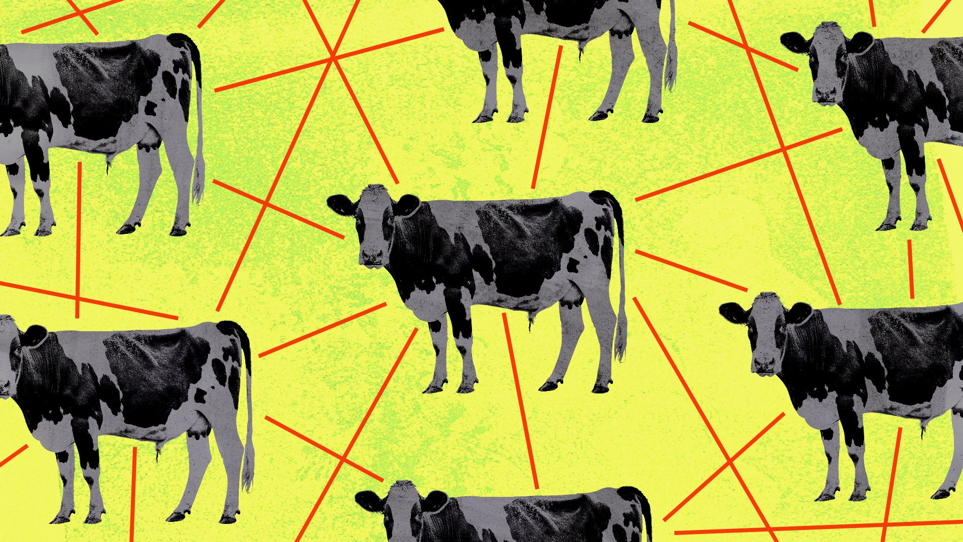 Illustration of cows connected by a web of lines.