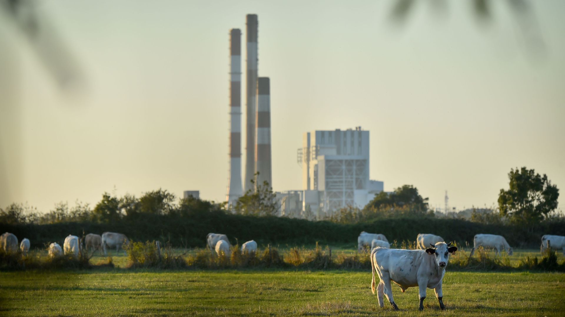 Cows stand on a field by the French energy giant EDF powerplant of Cordemais, one of the five last coal powerplant in France on September 28, 2018 in Cordemais, western France.