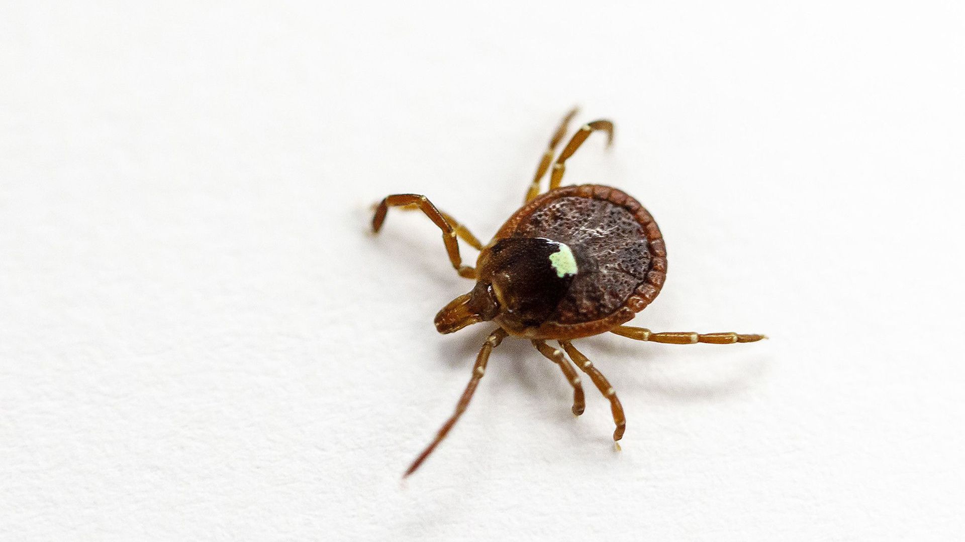 a lone star tick on a white backdrop
