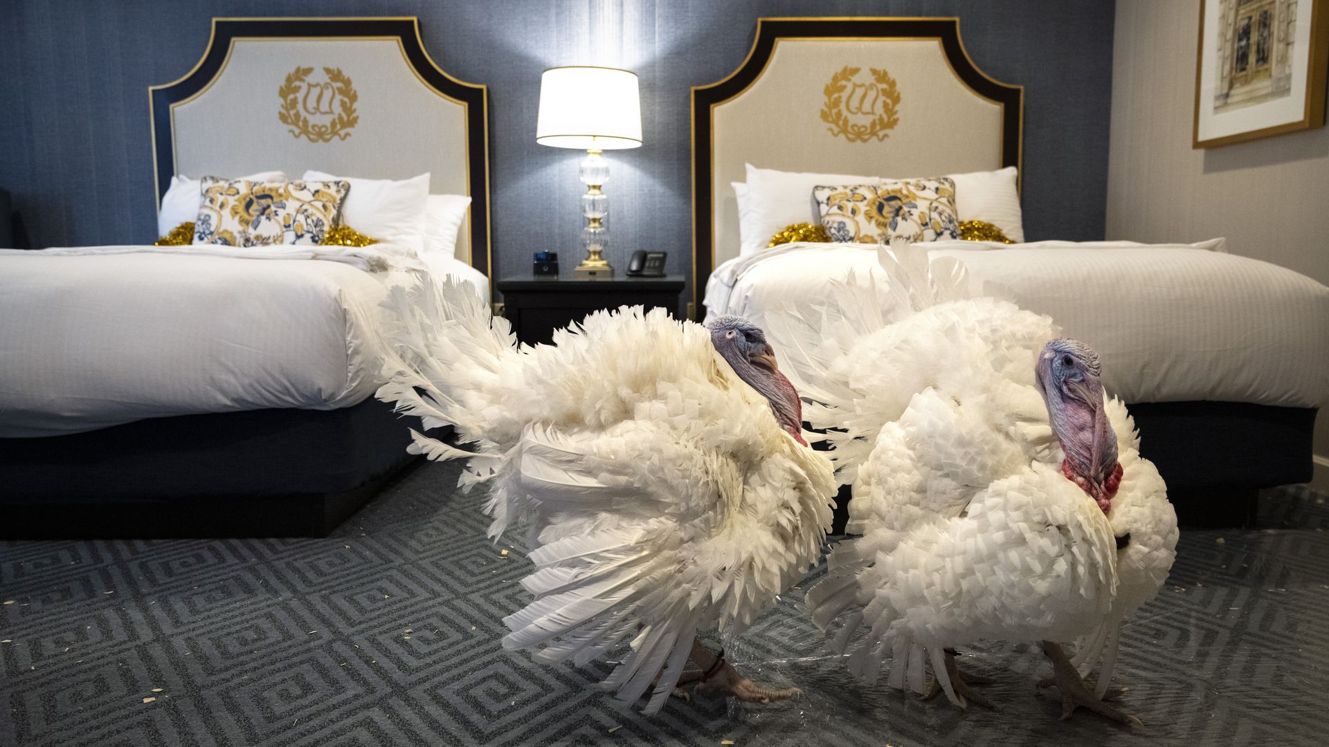 Two turkeys are seen in the Willard Hotel ahead of their traditional pre-Thanksgiving pardoning by the president.