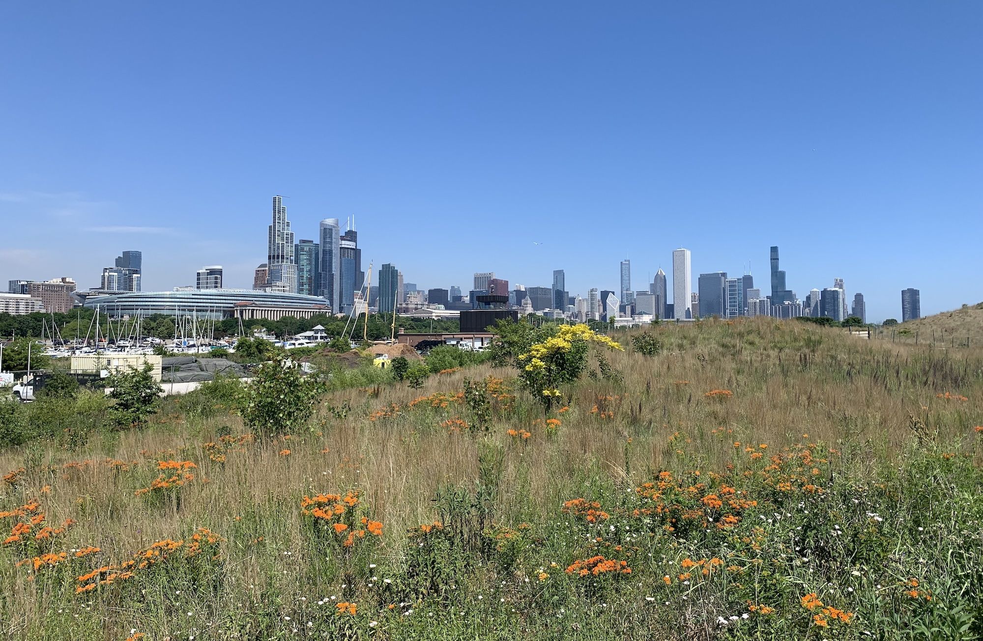 Wildflowers and tall grass in foreground with city skyline and blue sky in background, showing a contrast of nature and urban environment.