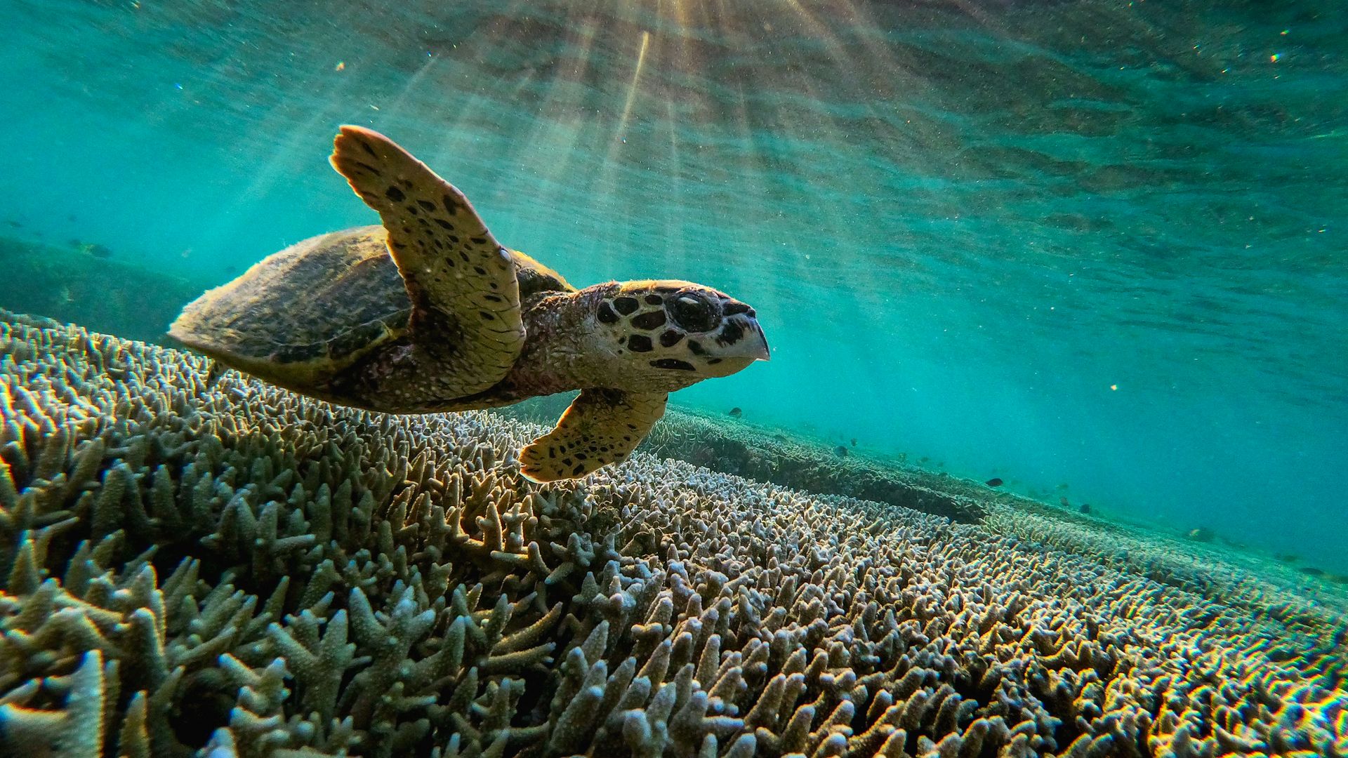 Turtle at Great Barrier Reef