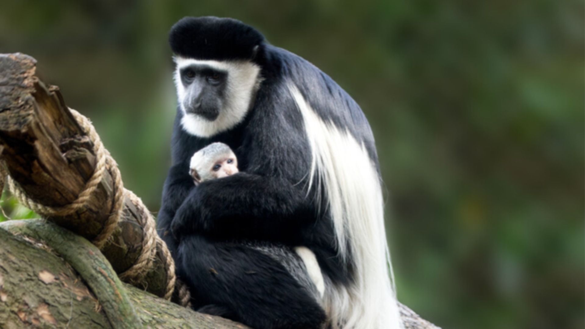 A white baby colobus monkey clings to its mom, who has a striking black-and-white coat. 