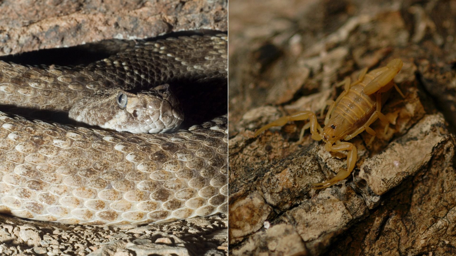 Close-up of a brown and tan patterned rattlesnake coiled on rocky ground and a yellowish-brown scorpion on a textured bark surface, both blending with their surroundings.