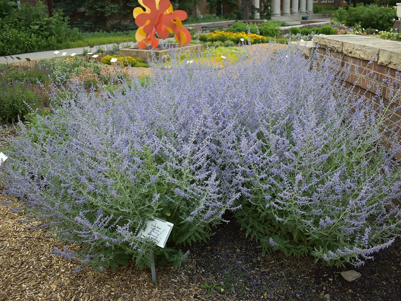 9 great perennials to plant in Colorado - Axios Denver