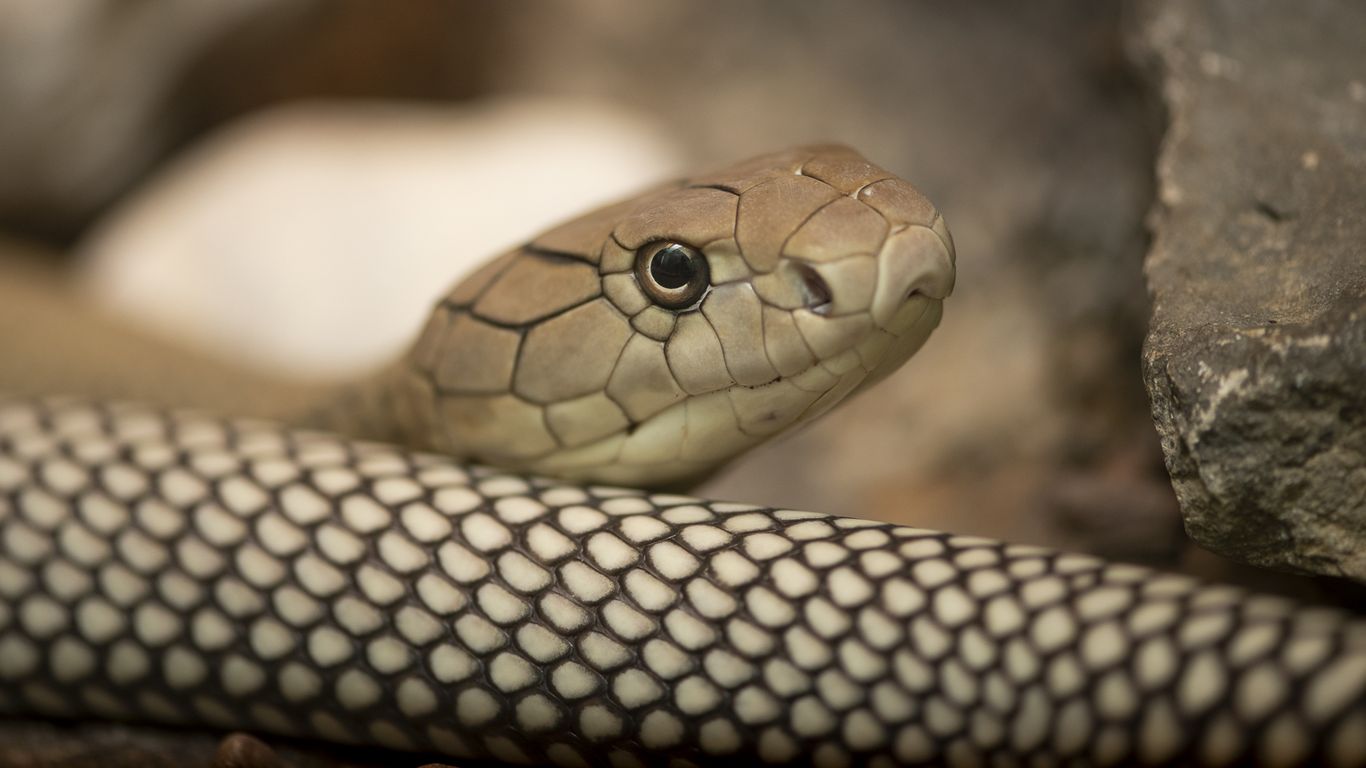 f-arai】KING SNAKE Swamp f-arai】KING SNAKE Swamp f-arai】KING