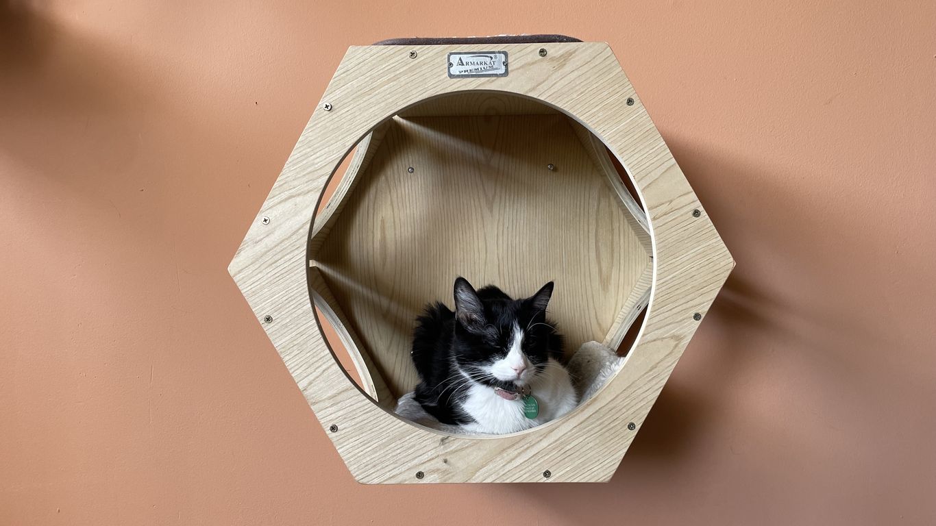 Denver's newest paradise for feline lovers is called Teddy Cat Cafe ...