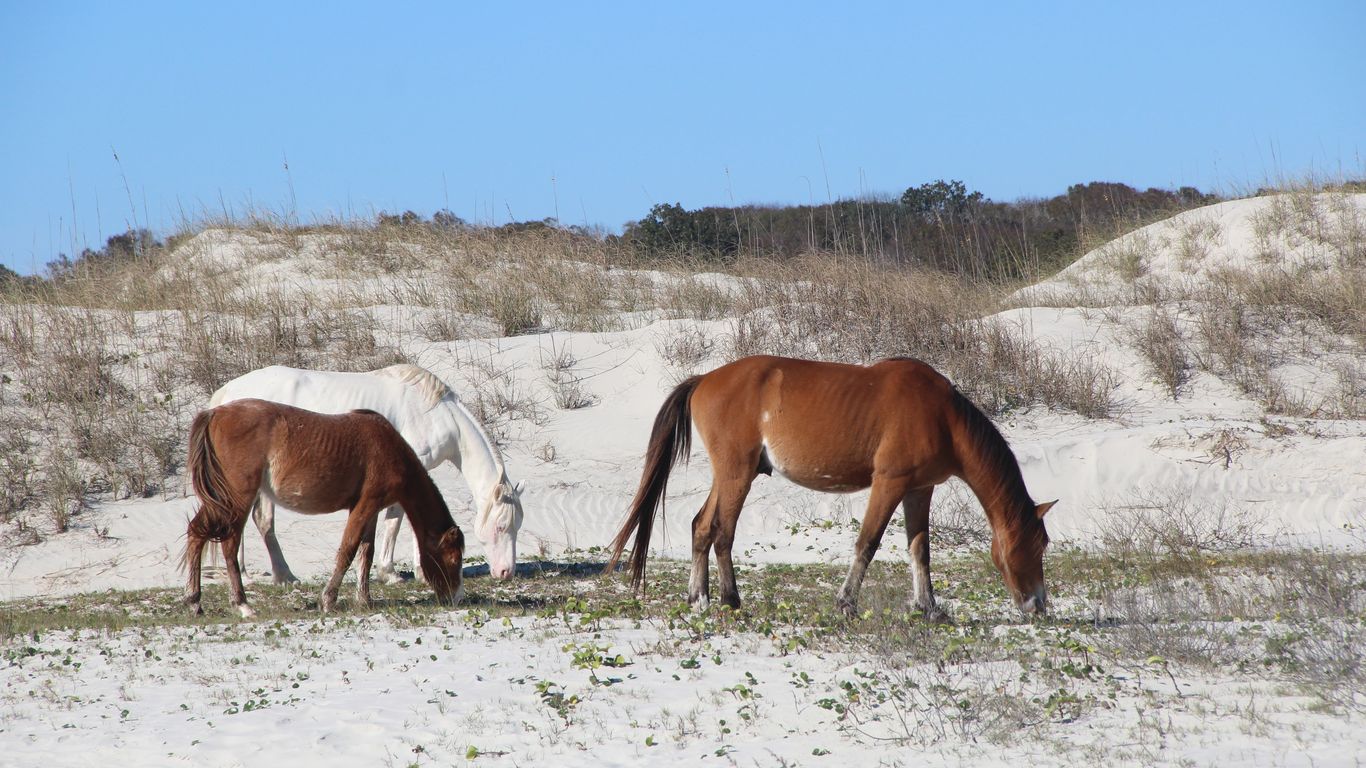 Lawsuit seeks to remove Cumberland Island's wild horses - Axios Atlanta