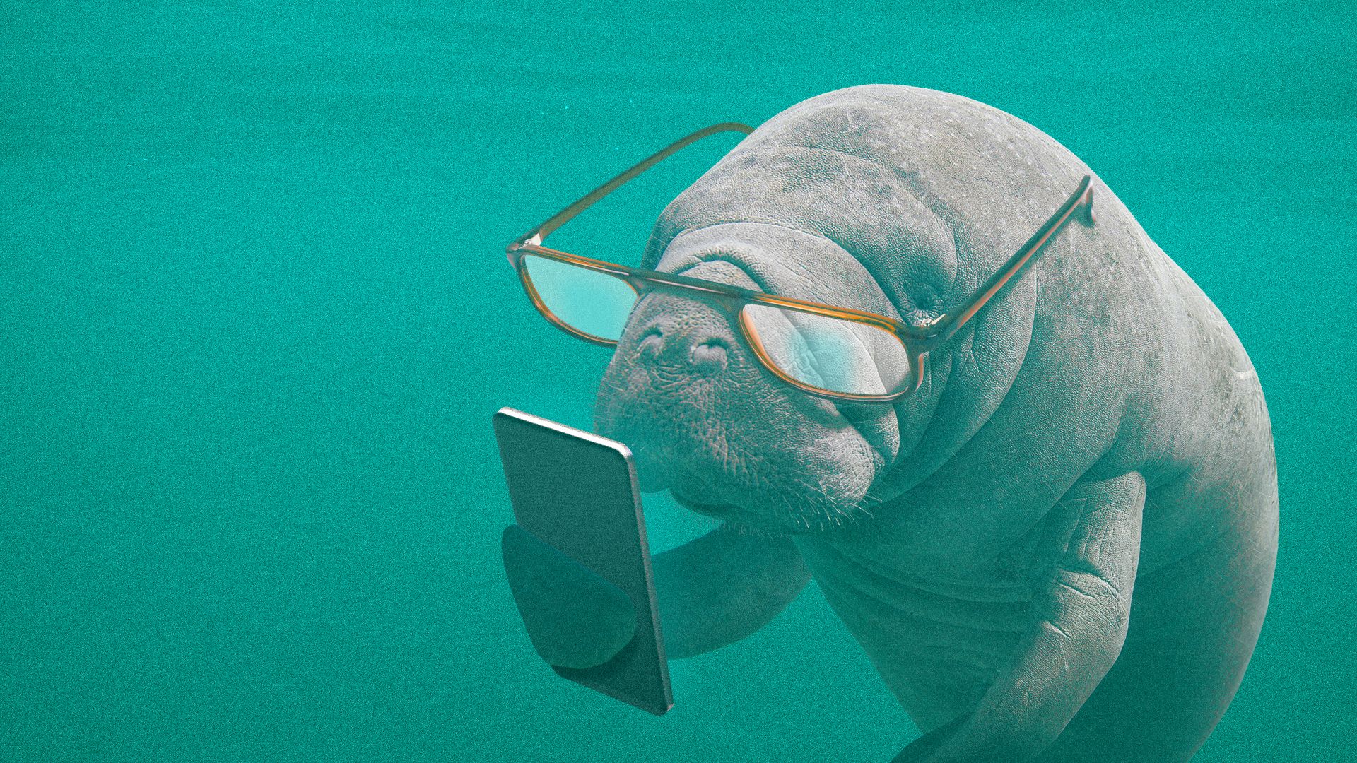 Illustration of a manatee wearing reading glasses and reading its phone.