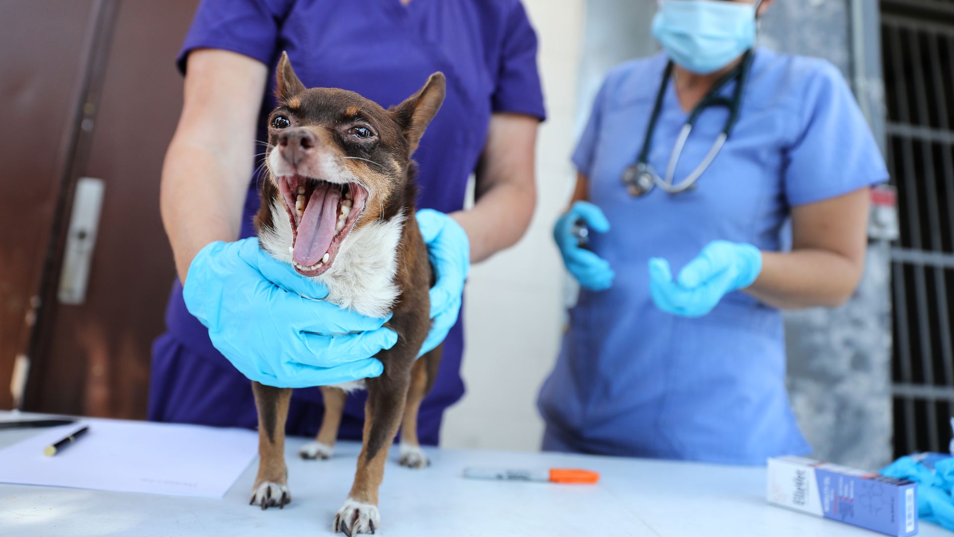 Photo of a chihuahua standing on a table as two veterinary workers talk behind it