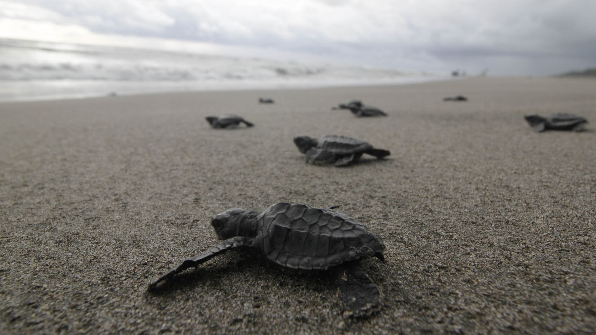 Baby sea turtles