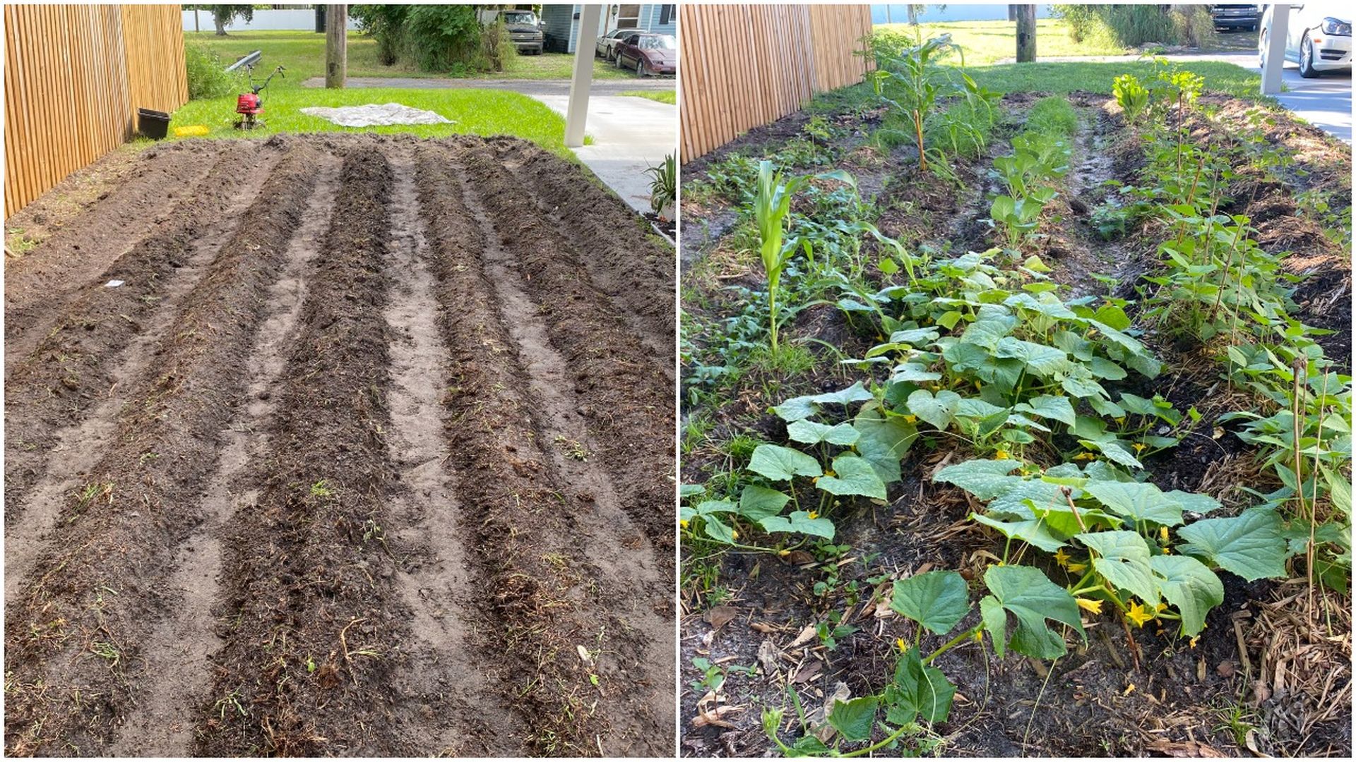 Scenes from Ben's garden, before and after.