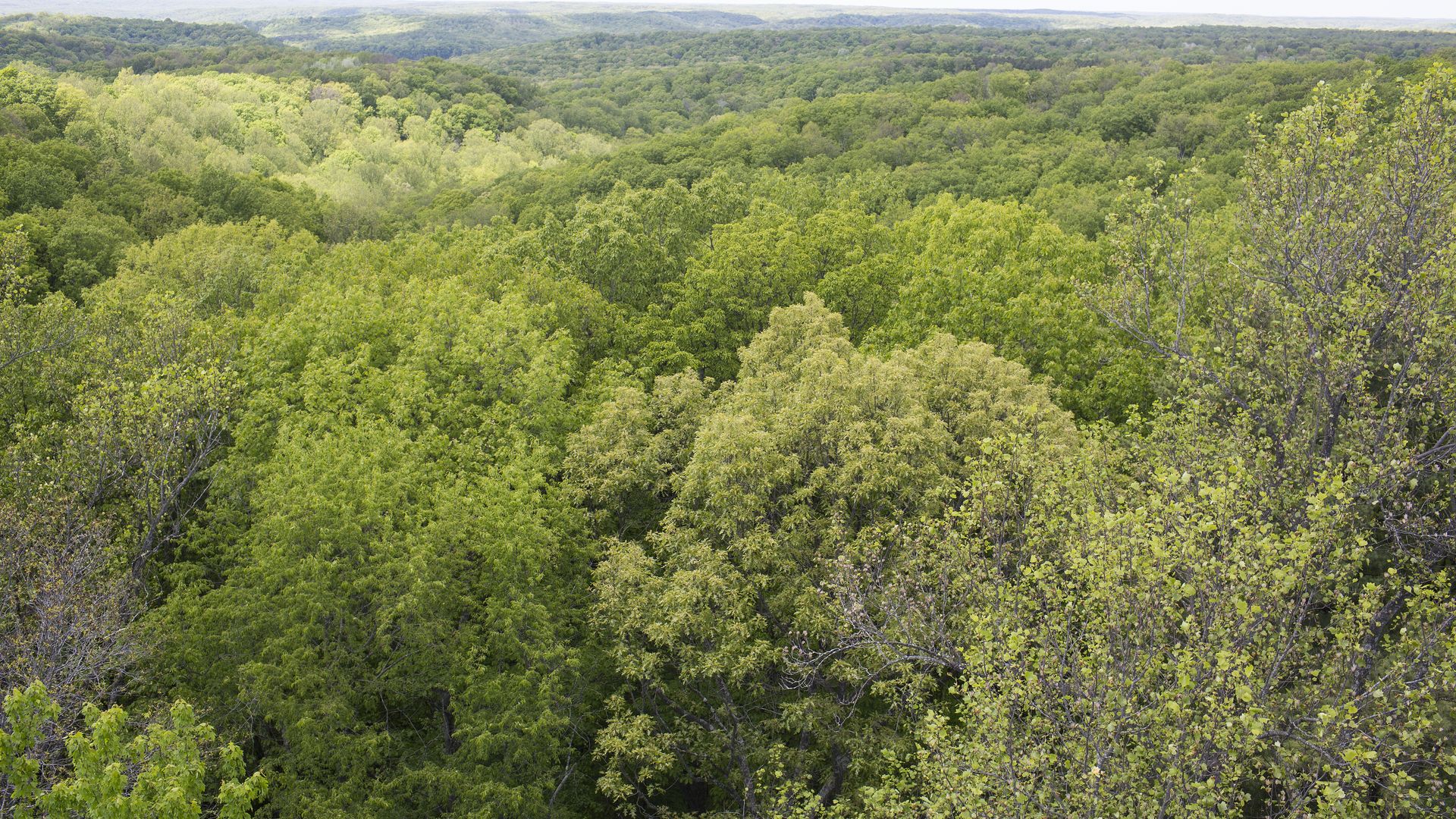 A vast, dense forest with various shades of green trees stretching to distant hazy hills under a soft sky.