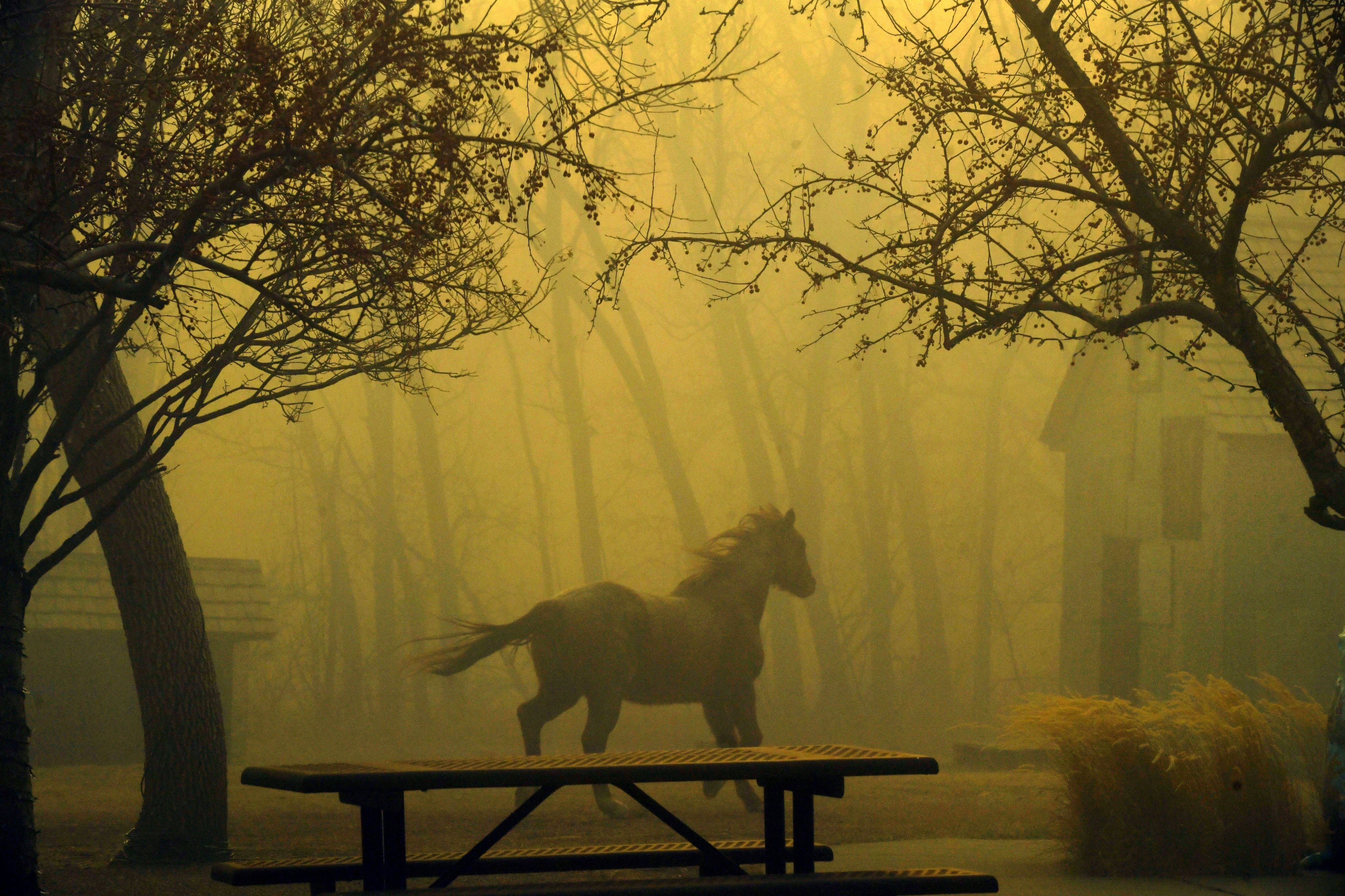  A horse runs through Grasso Park on December 30, 2021 in Superior.