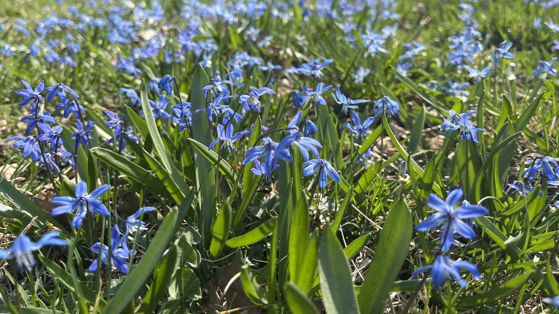 Low-angle view of a lawn covered in many small bluebell flowers with slender green leaves, a wooden fence in the blurred background on a sunny day.