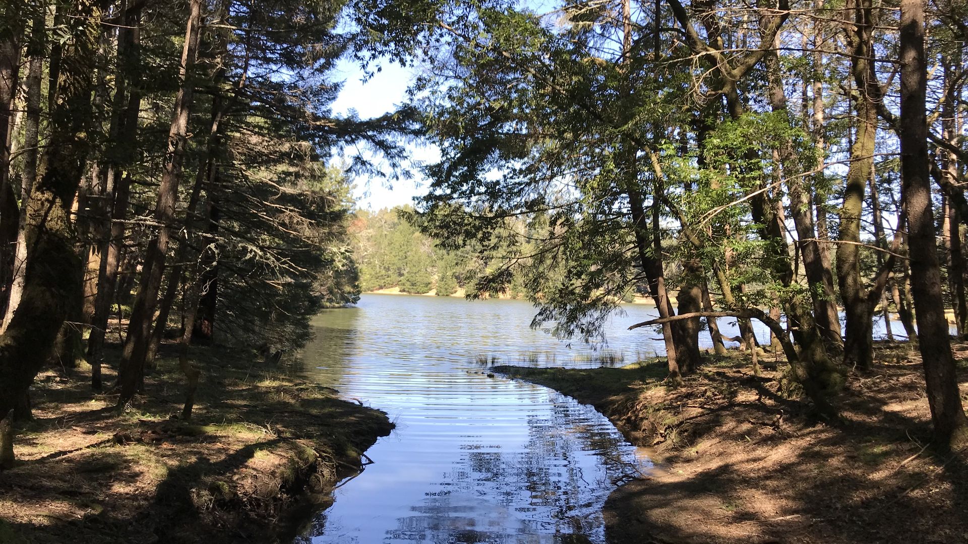 Dense forest frames a calm blue lake, with sunlight filtering through branches and green leaves; a muddy shore lines the water.