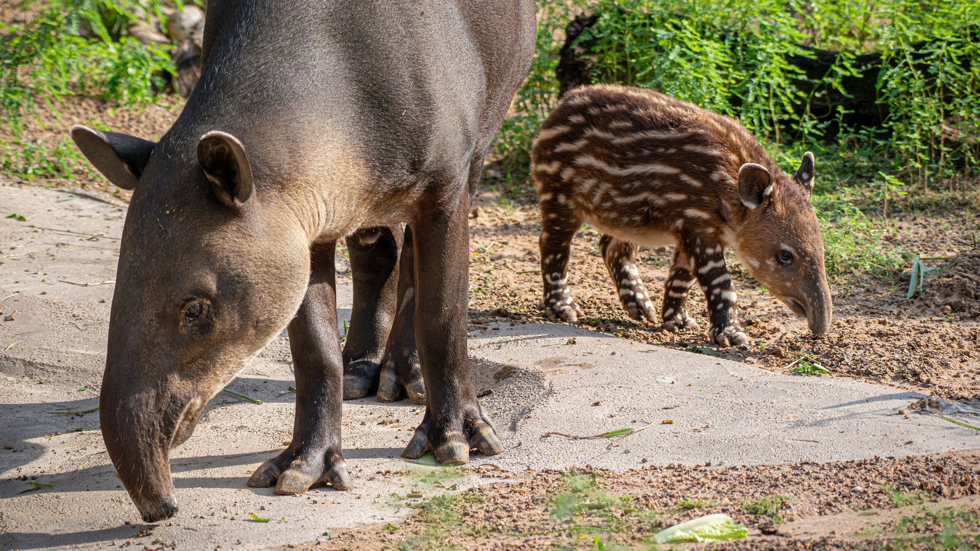 Photo of Baird's Tapirs — a mother and a child. 