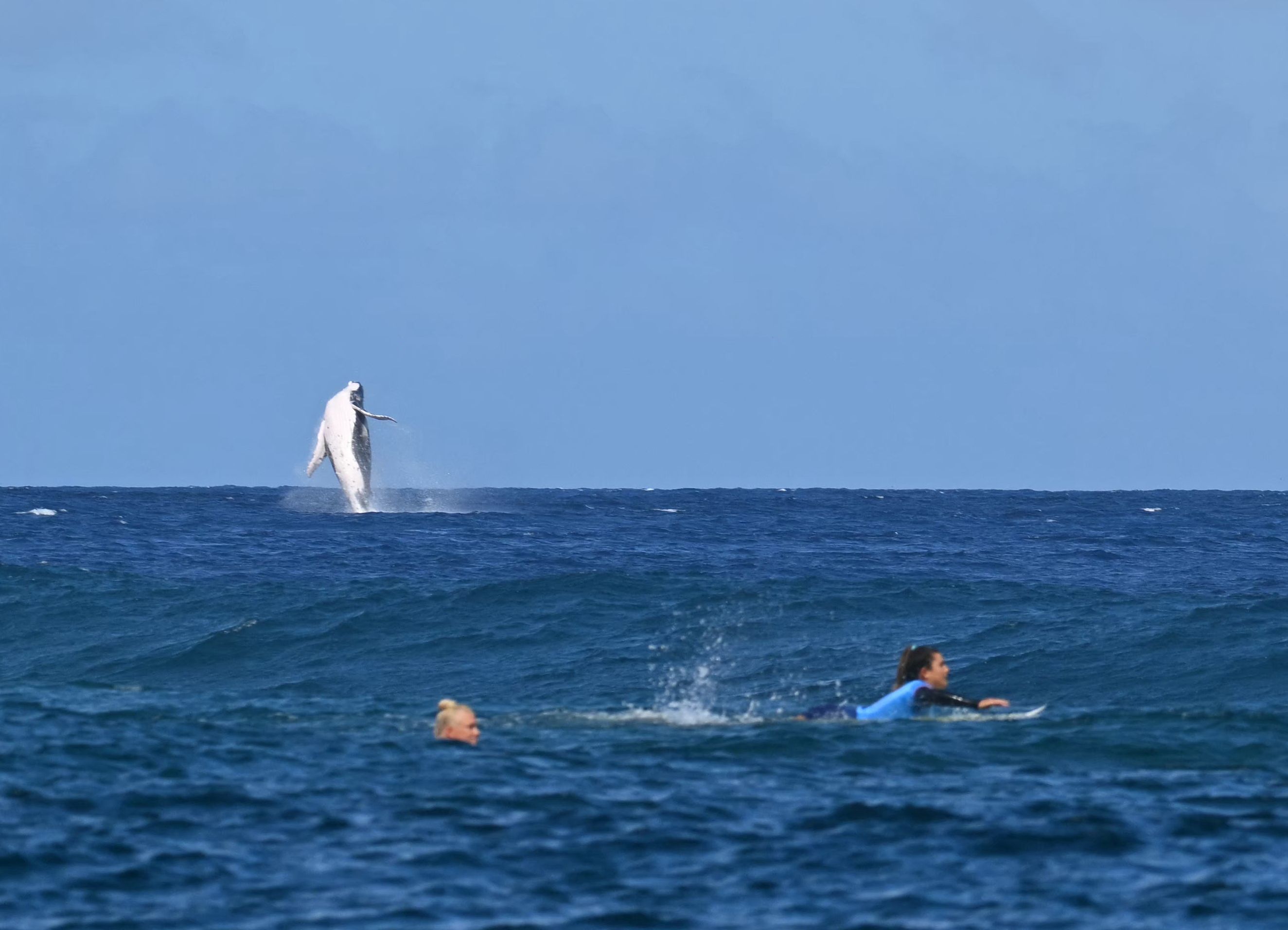 A whale breaches as Brazil's Tatiana Weston-Webb and Costa Rica's Brisa Hennessy (R) compete in the women's surfing semi-finals, during the Paris 2024 Olympic Games, in Teahupo'o, on the French Polynesian Island of Tahiti, on August 5