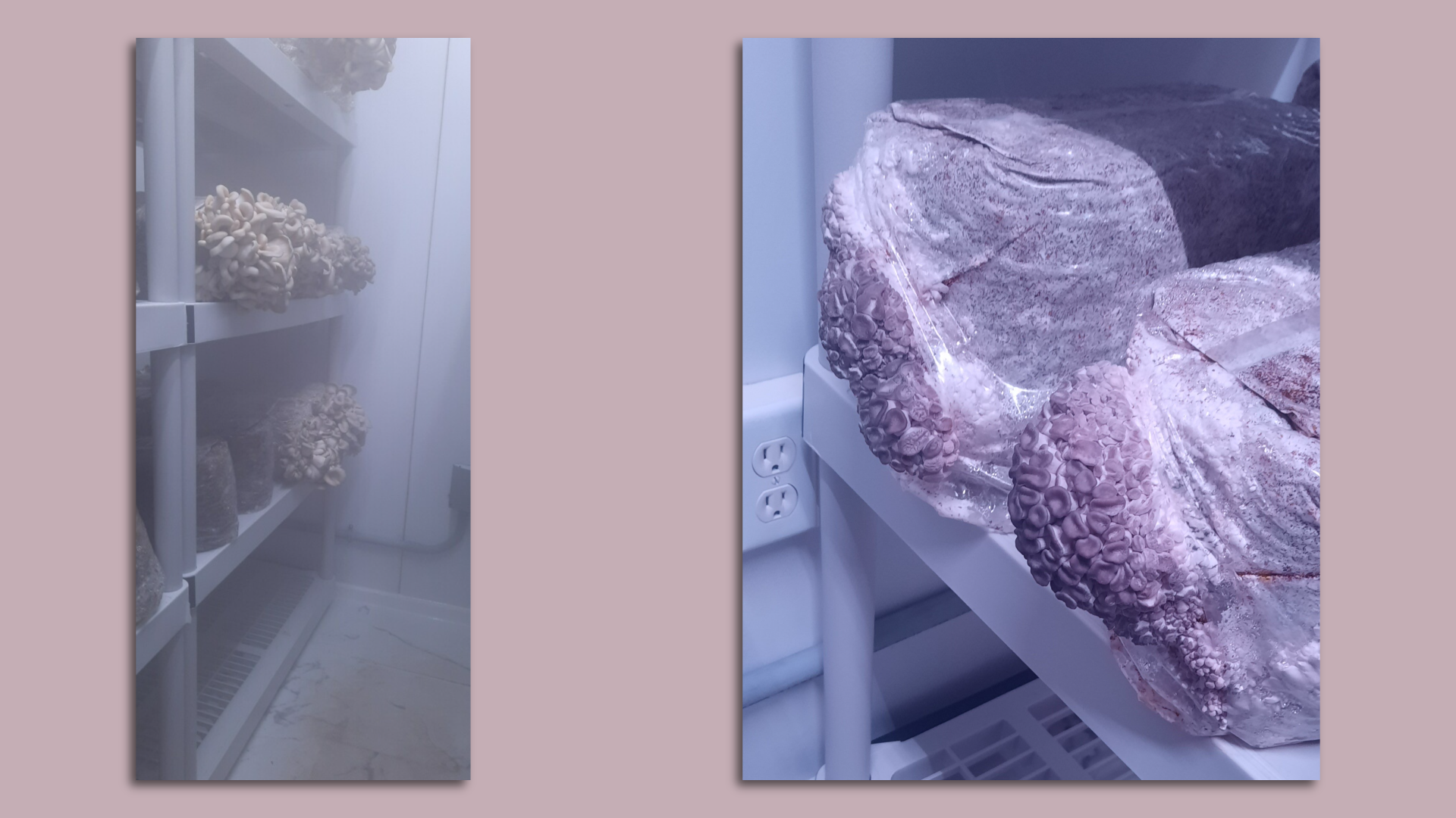 Mushrooms growing on logs in a grow house